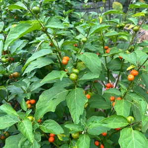 150_ White Garden Egg Seeds,Afufa Seeds,NON GMO,Garden Eggs,Ornament Garden Egg Seeds, Aubergine Seeds,Afufa,Heirloom.