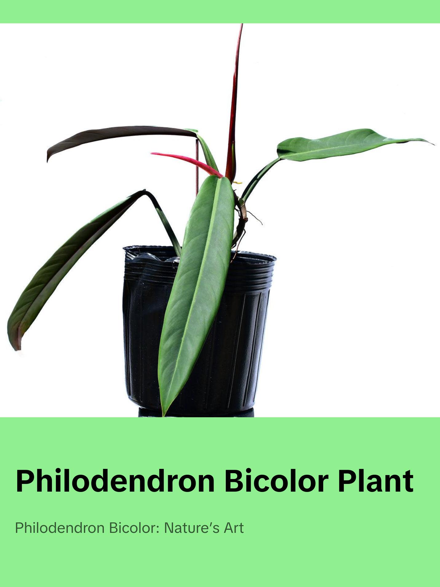 Philodendron bicolor