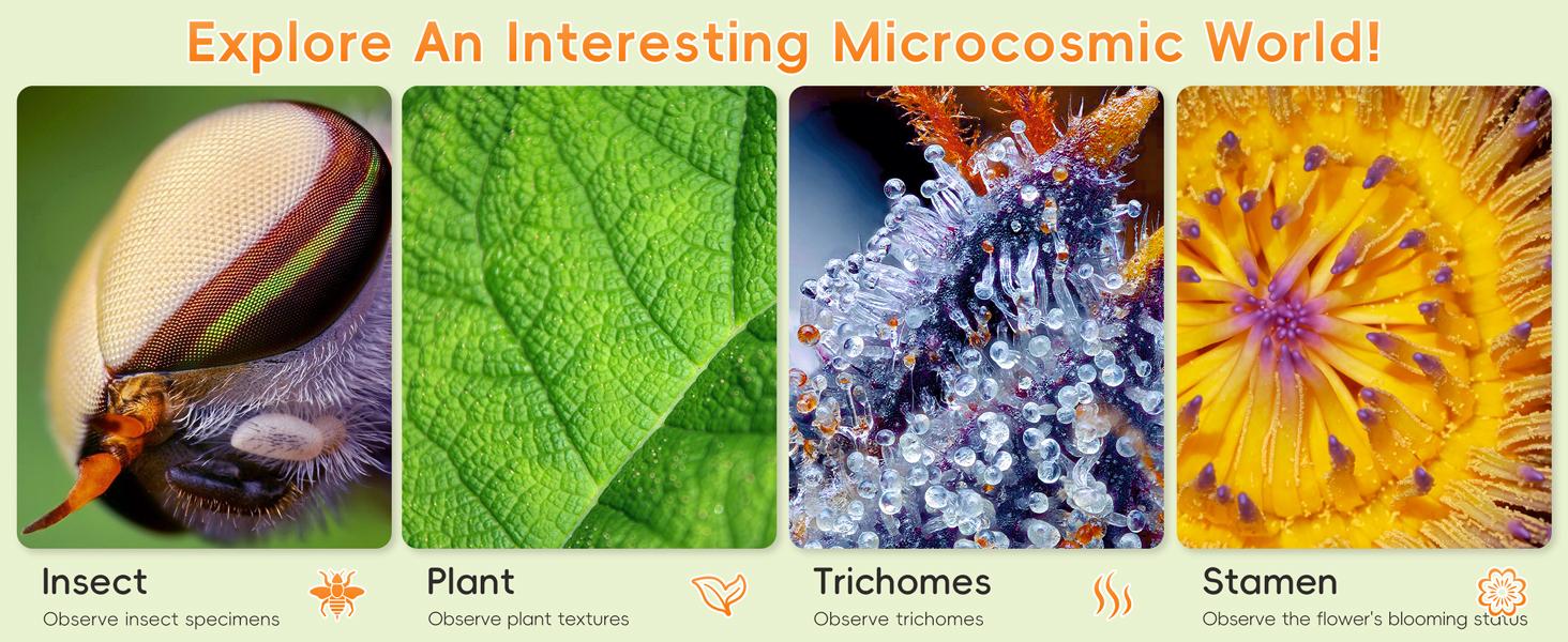 INSKAM Kid Microscope, 2" IPS Screen 1000X Handheld Digital Microscopes HD Portable Mini USB Microscope Camera,STEM Educational Science Toys,PC Compatible,Christmas & Birthday Gifts for Age 5 6 7 8 9 10 11 12 Girls & Boys INSKAM Kid Microscope, 2" IPS Screen 1000X Handheld Digital Microscopes HD Portable Mini USB Microscope Camera,STEM Educational Science Toys,PC Compatible,Christmas & Birthday Gifts for Age 5 6 7 8 9 10 11 12 Girls & Boys