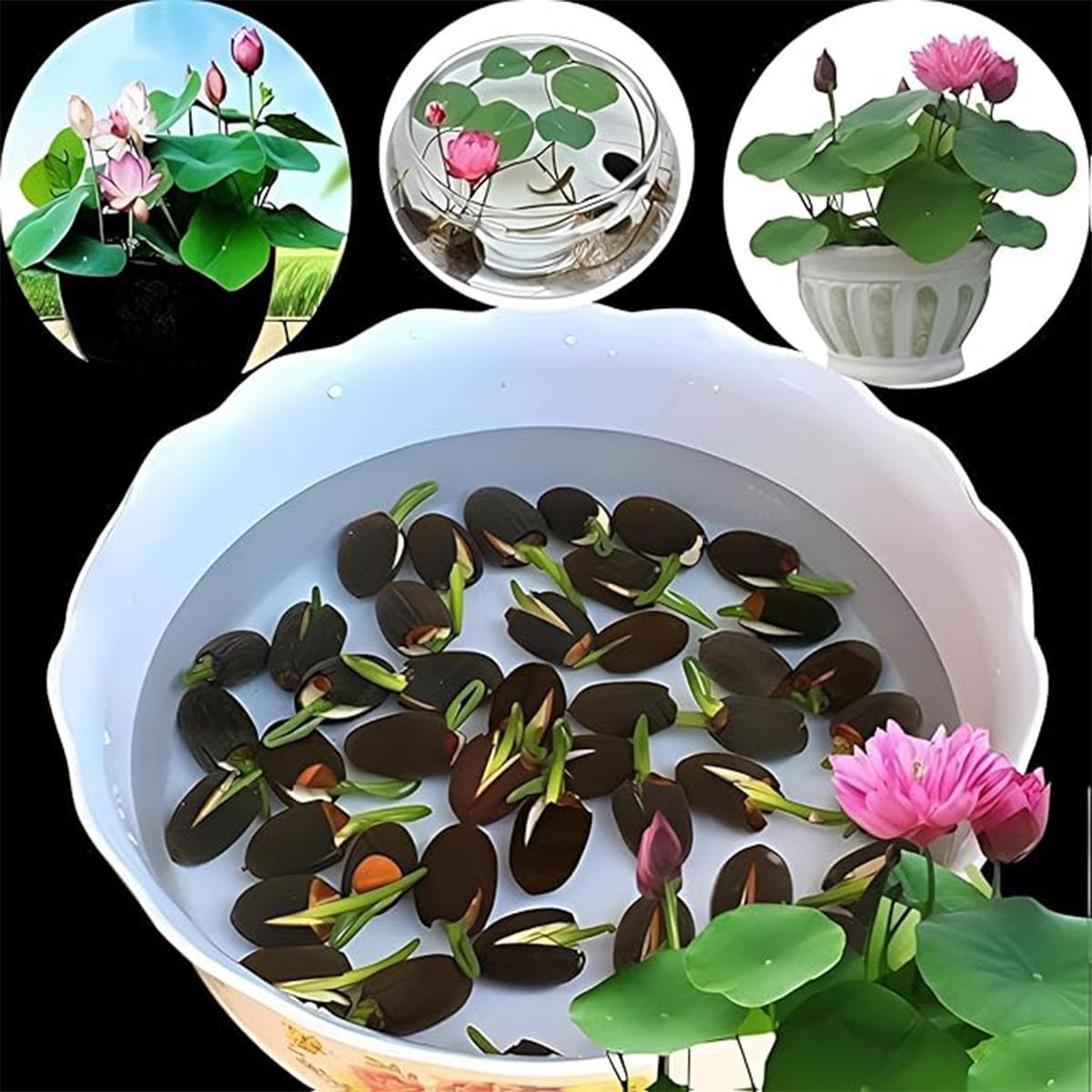 【Buy 20 get 10 Free】30 lotus seeds Potted lotus seeds, water lilies, open pond aquatic plant species, non-GMO home garden plant seeds, mixed colors