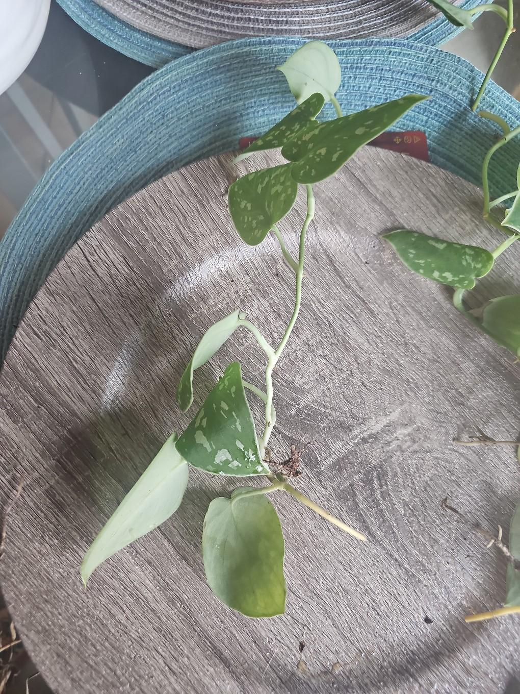 silver pothos rooted - free shipping