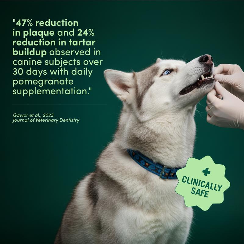 3 Pack of Dog & Cat Dental Powder - Food Topper for Fresh Breath & Clean Teeth - Gentle Formula for Sensitive Stomachs - Bacon Flavor Tartar Plaque Remover - Natural Oral Care for Dogs and Cats