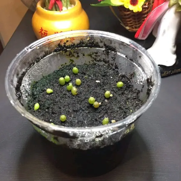 Cactus Germination Kit (loph. Willy Seeds)