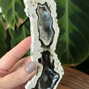 Agatized Coral Rare Color