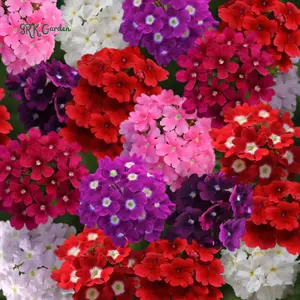 Moss Verbena Seed Mix | 400 Seeds
