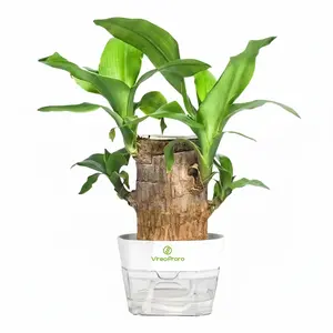Lucky Brazilian Wood Mini Hydroponic Plant | Desktop Décor | Plastic Tray | Optional Nutrient Solution Set