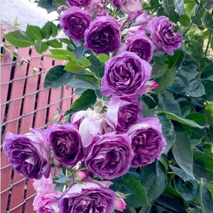 105 Pcs Rose Plant Seeds Vibrant Colors Fragrant Flowers for Garden