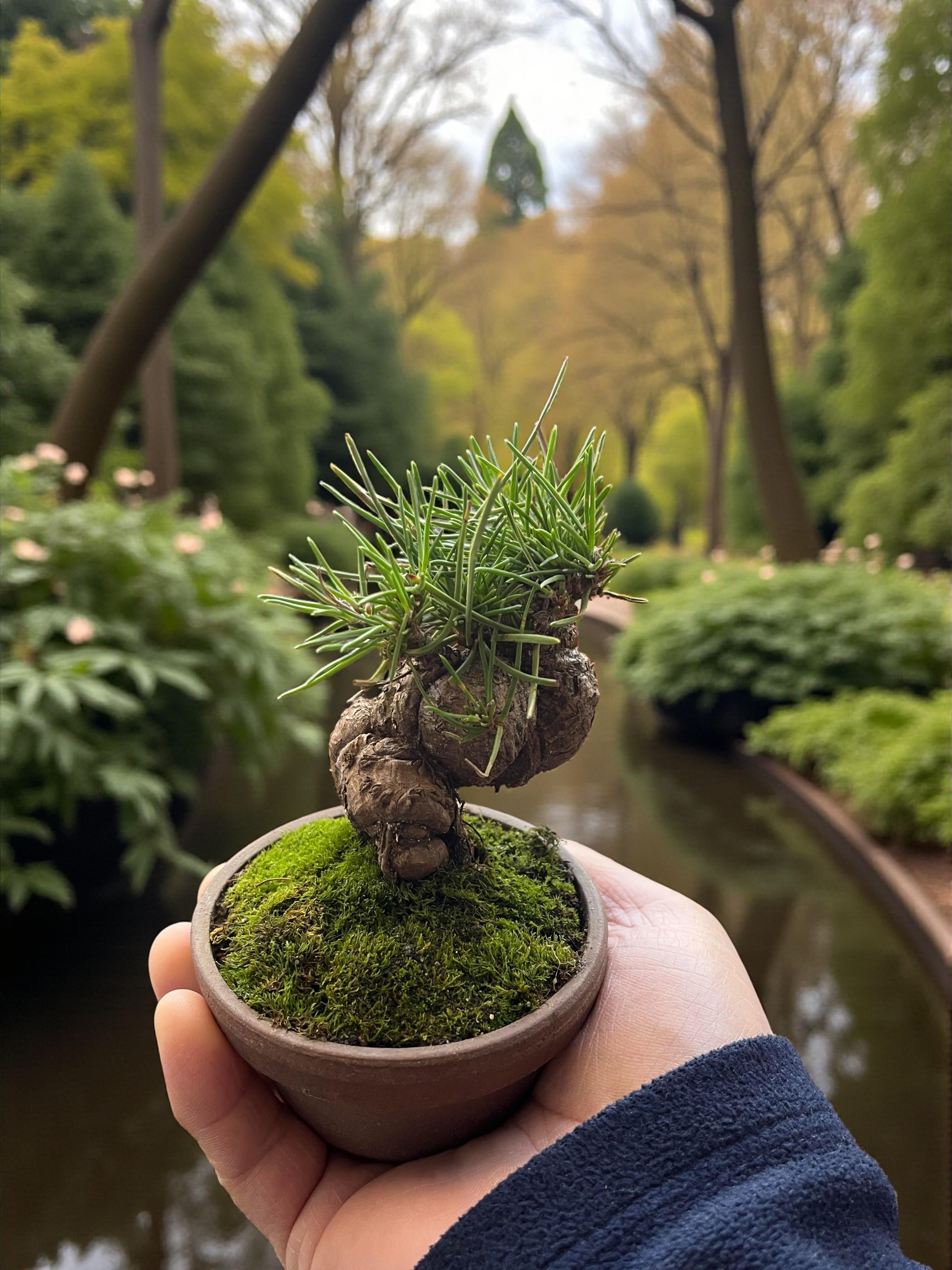 Precious Japanese Black Pine Bonsai Tree - Mini Pinus Thunbergii,Indoor ...