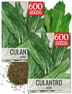 Seed Needs Culantro Seeds for Planting Mexican Coriander - Non-GMO Heirloom & Untreated Culinary/Medicinal Herbs to Grow an Indoor/Outdoor Herb Garden (2 Packs)