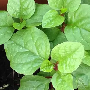 Red Malabar Spinach Seeds  Heat-Tolerant Vine | Heirloom Non-GMO