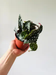 Begonia Megadot - Angel Wing Begonia - 4" Pot
