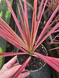 Dracaena marginata 'Colorama' - Dragon Tree - Drought Tolerant Plant - Easy Care Houseplant