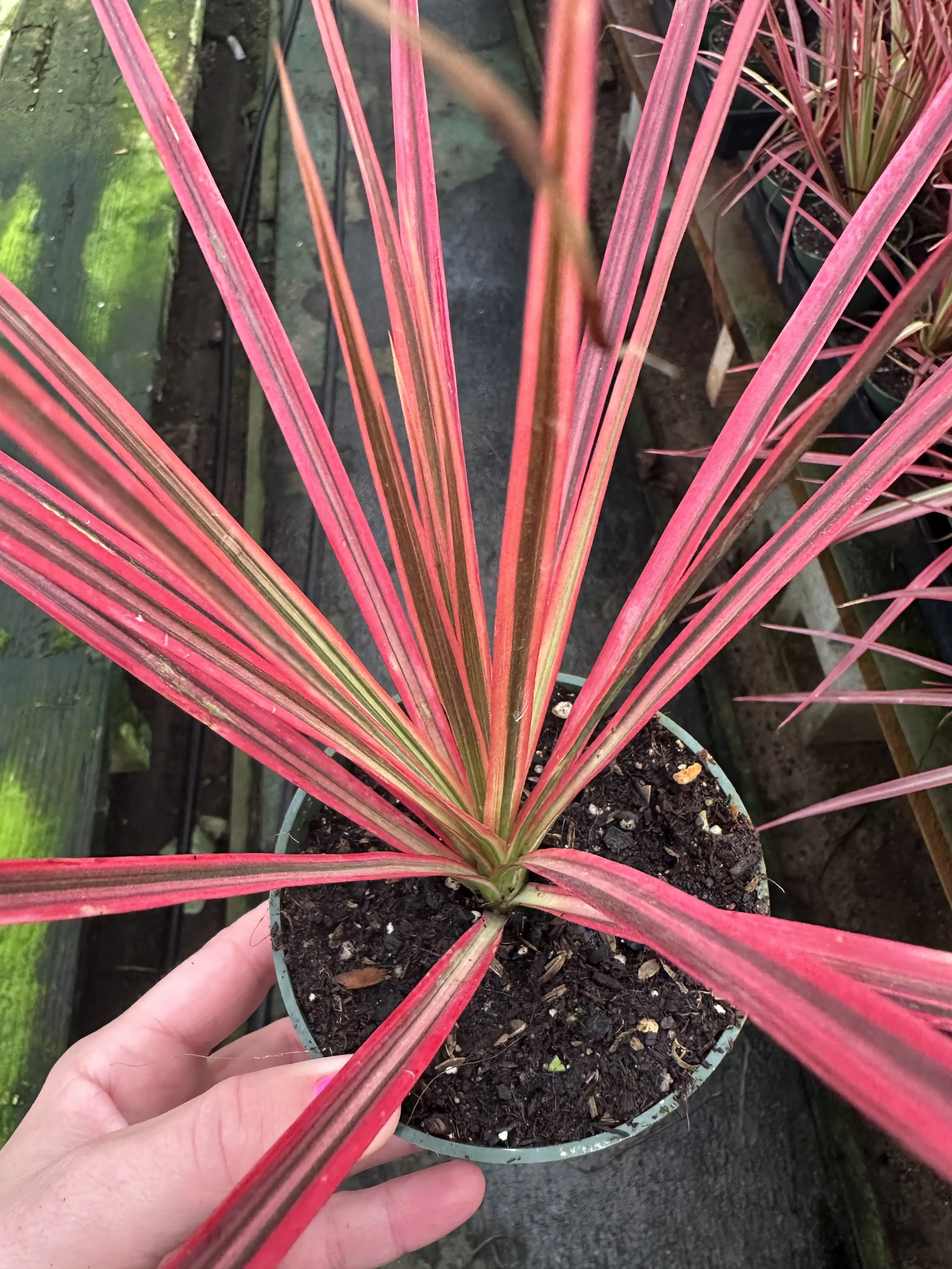 Dracaena marginata 'Colorama' - Dragon Tree - Drought Tolerant Plant - Easy Care Houseplant