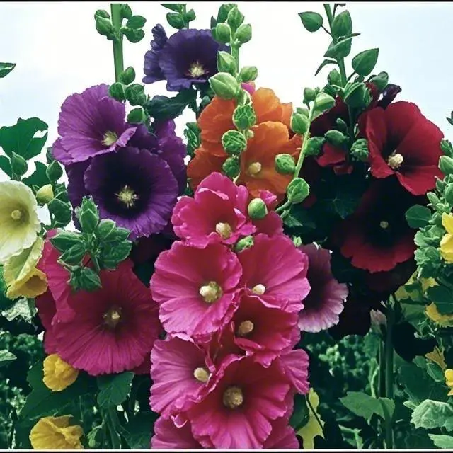 [Germinate or Refund Promise] 500PCS Hollyhock Seeds - Colorful Tall Blooms, Heirloom Non-GMO, Perfect for Fences, Borders, Pollinator Gardens, Pollinator Garden