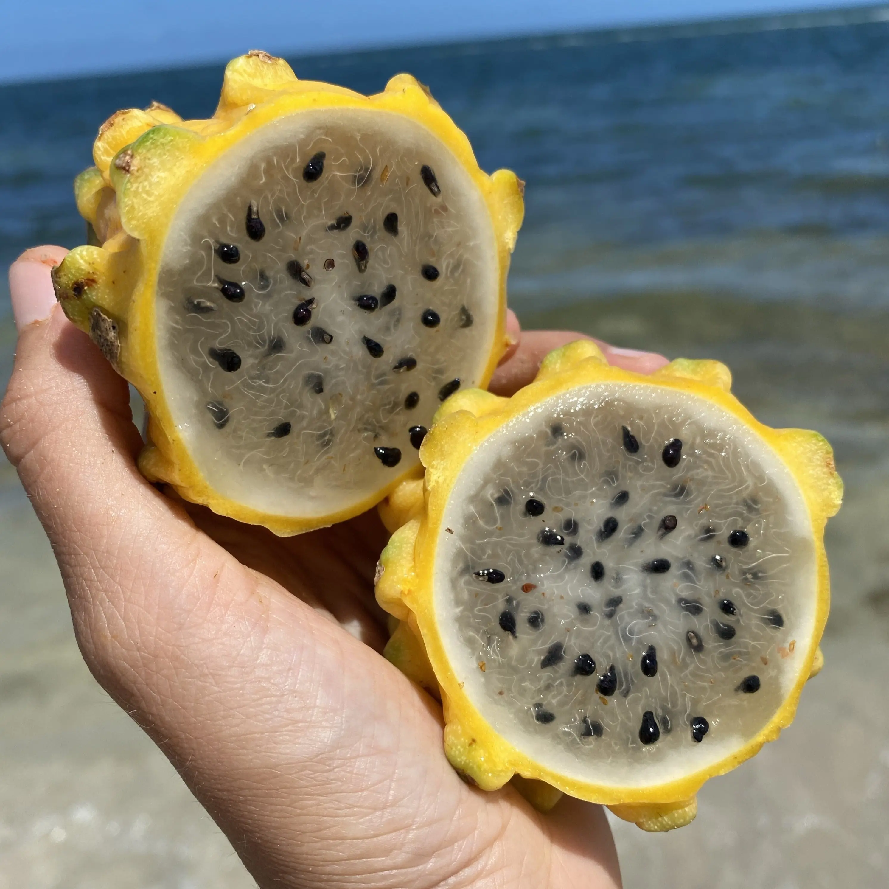 Yellow Dragonfruit (Pitaya)