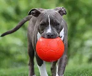 Jolly Pets Soccer Ball Dog Toy – Durable, Bouncy, Floating Ball for Fetch, Pool, and Beach Play