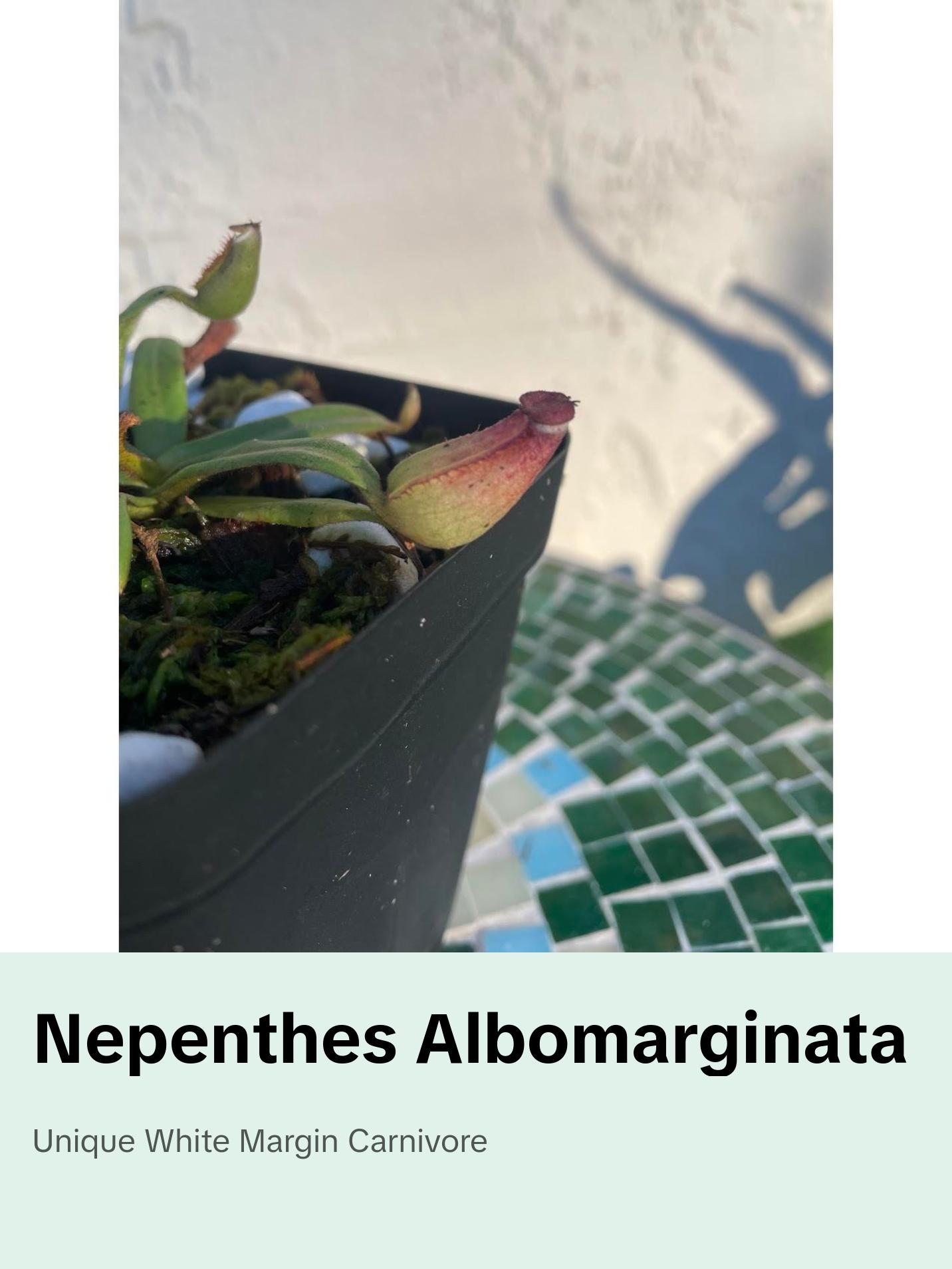 Nepenthes Albomarginata in a 3.5" pot