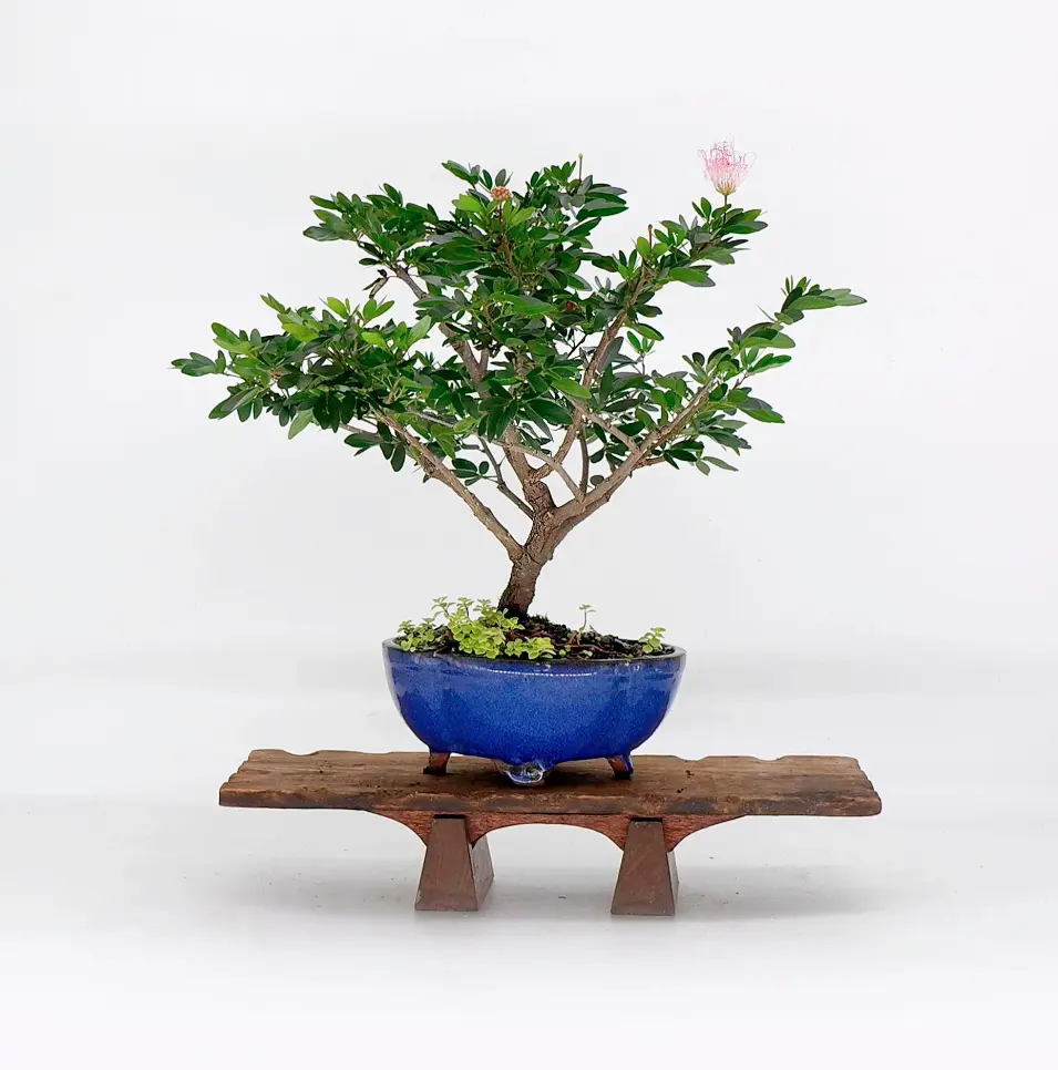 LIVE PLANT 1ft Calliandra schultzei riparia - Rose cascade - Pink Powder puff