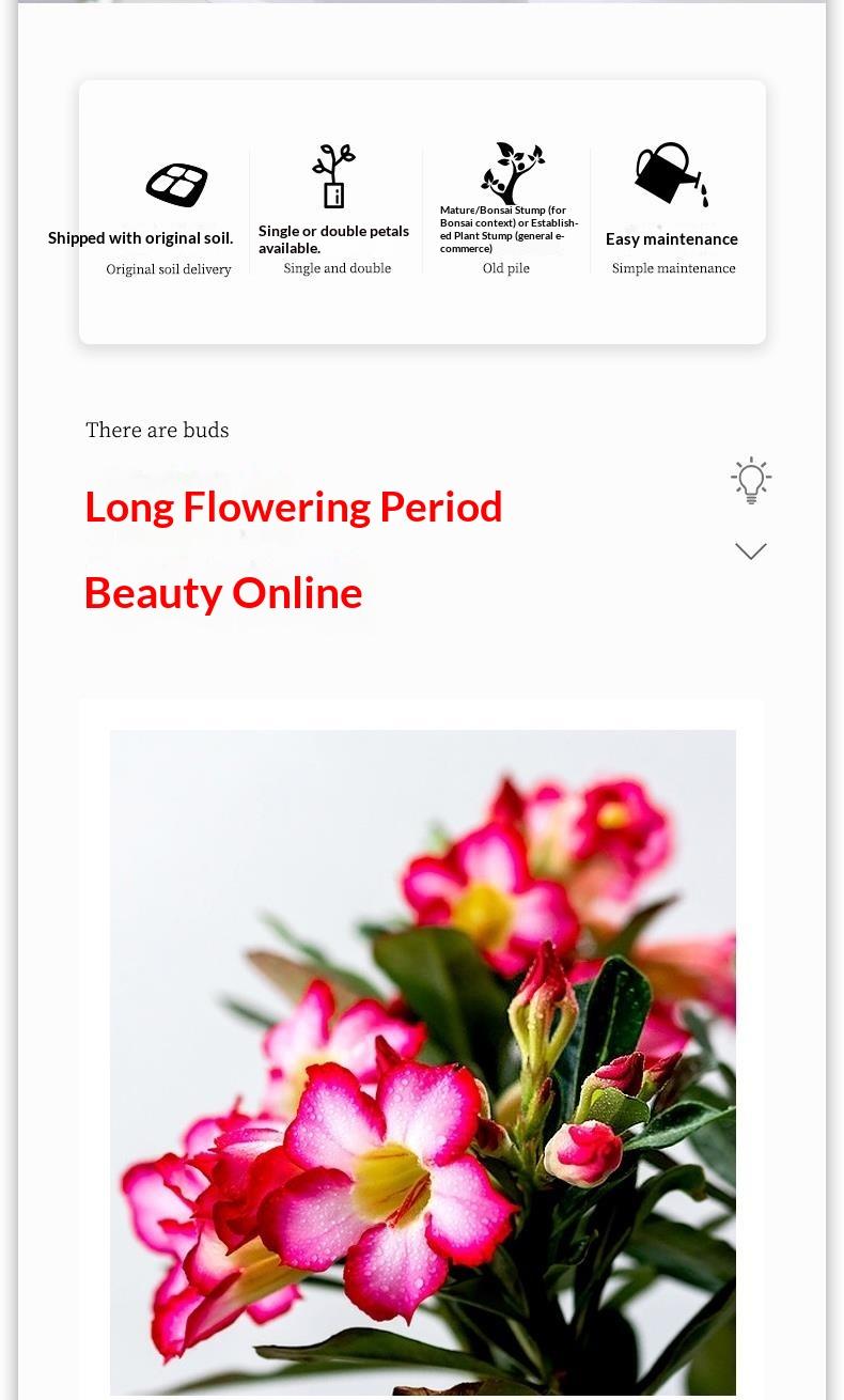 5+ Year Desert Rose Live Plant | Grafted Multi-Color Adenium | Thick Caudex Bonsai | Easy Care Indoor Outdoor Flowering Plant