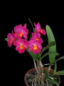 Guaricattonia Jairak Jewel | BS not in Bloom | Mature Size