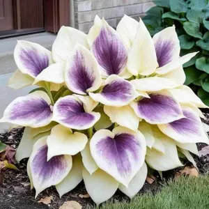 1000 Hosta Seeds – Stable Growing Perennial Plants for Long-Term Outdoor Use