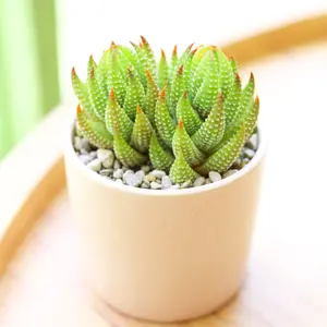 Haworthia Coarctata var. Tenuis