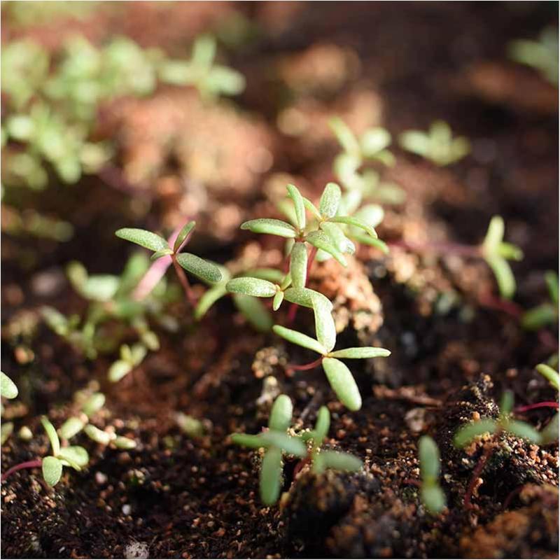 10000 pcs Mix Moss Rose Seeds Planting Ornaments Perennial Garden Simple to Grow Pots Gifts