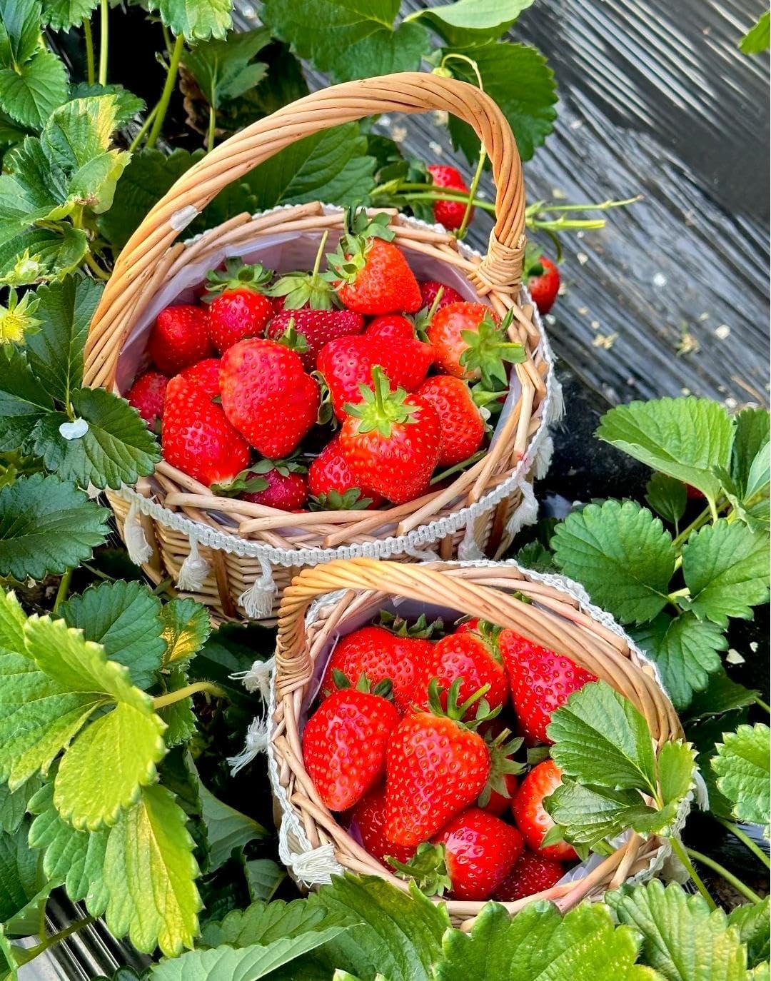 800+Pcs Strawberry Fruit Seeds for Planting Home Garden Outdoo