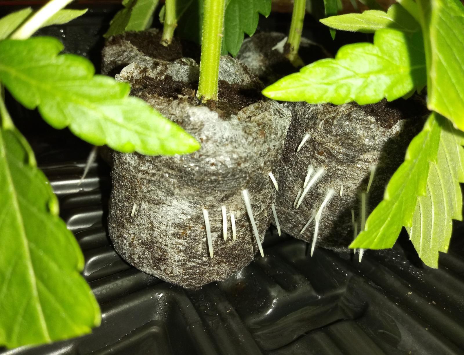 Nuticos Rooting Powder , Rooting Hormone for Plant Cuttings and Strong Roots, Ultra Concentrated - Yields 50 Gallons plant fertilizer