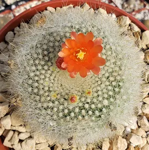 Scarlet Ball Cactus - Parodia haselbergii