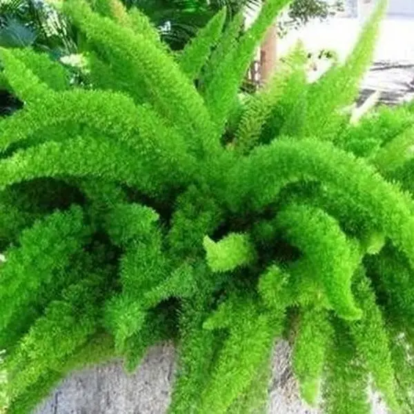 Foxtail Fern Live Outdoor Plant, Home Improvement Garden Supply