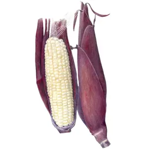 Martian Jewels Sweet Corn Seeds Martian Jewels Sweet Corn Seeds
