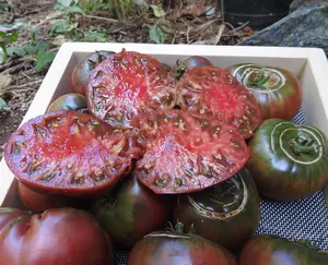 Black Krim Tomato Plant - 2.5" Pot - Delicate Skin/Full Flavor - Heirloom