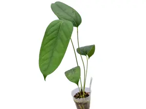 Anthurium maculosum (seedling)
