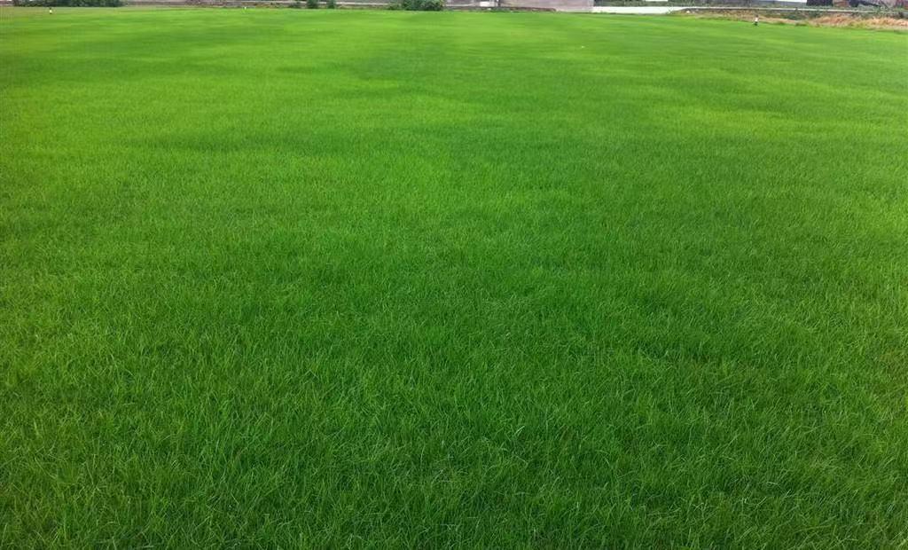 3000+ quick-germinating grass seeds for a lush green yard! Perfect for home gardens