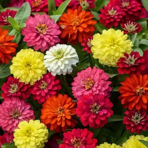 200 Count Zinnia Flower Seeds Pack – Premium Colorful Garden Flowers, Beginner Friendly, High Germination Rate for Flower Beds & Pollinator Gardens