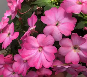 Cottage Farms 3pc Pink Flash SunPatiens