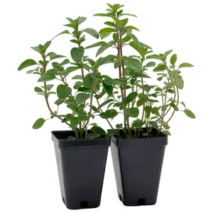 Common Oregano (Origanum Vulgare) in 3.5" Nursery Cubes