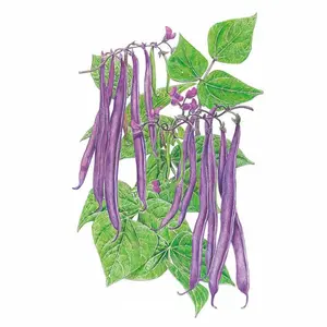 Royal Burgundy Bush Bean Seeds