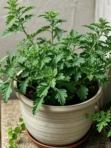 1000pcs Mosquito Plant Seeds for Garden Planting – Herb Garden Seeds for Backyard Gardens, Patio Containers, Balcony Planters and Outdoor Garden Spaces – Seeds Only, Not Live Plants