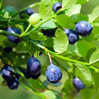 INNBEAUTY PROJECT Sun Balm Mineral SPF 30 Broad Spectrum Lip Balm