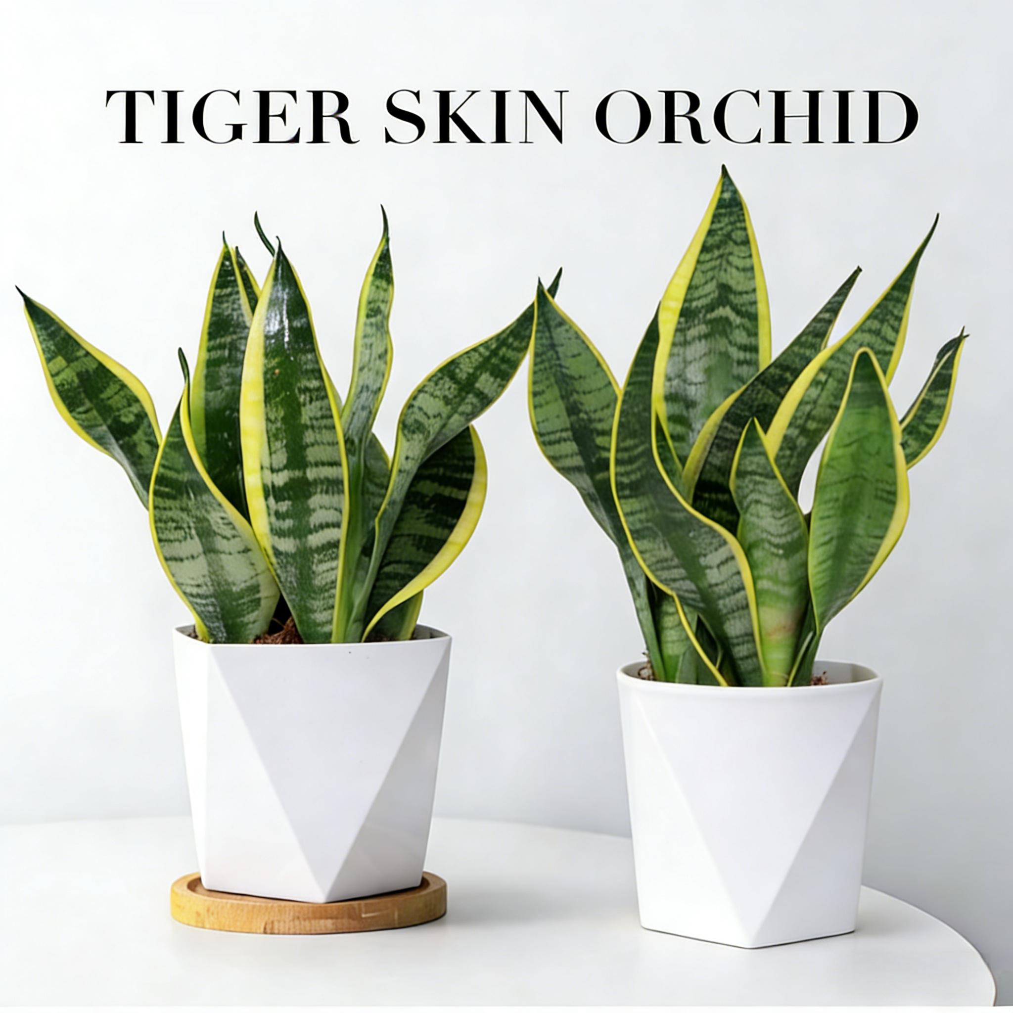 Live Exclusive | Live Snake Plant Indoor – Hardy Sansevieria Houseplant Easy Care Home Decor Plant Live Exclusive | Live Snake Plant Indoor – Hardy Sansevieria Houseplant Easy Care Home Decor Plant