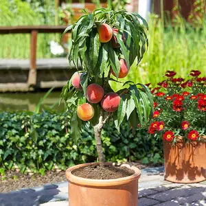 GARDEN 10 Seeds Dwarf Peach Fruit Tree Seeds Non-GMO Seeds Early Maturing Plant Self-Fertilization Decilious Fruit to Plant Indoor/Outdoor Easy to Gow