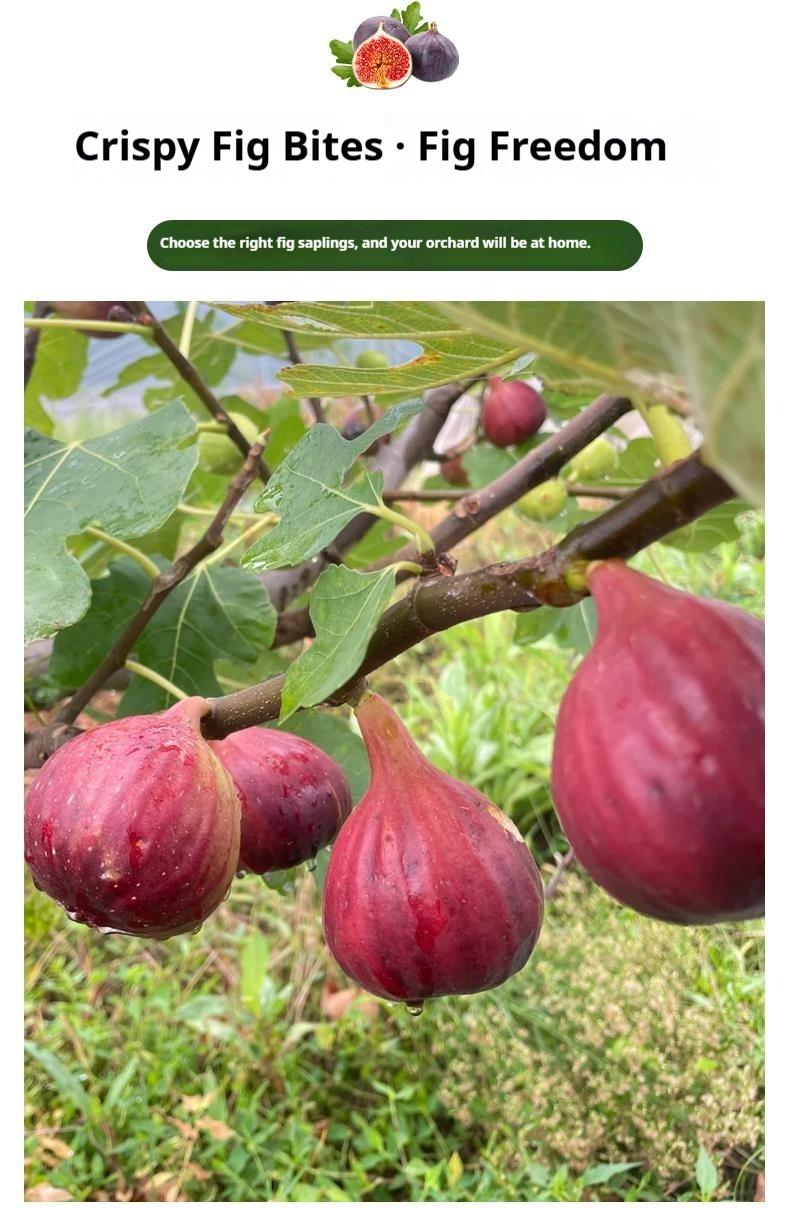Fig Tree Seedling for Home Gardening｜Beginner Friendly Fruit Tree for Indoor or Outdoor Growing