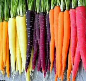 Heirloom Rainbow Carrot Veggie Seeds for Planting, 750-Seed Packet – Ideal for Home Outdoor Gardens, Great Gardening Gift