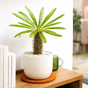Pachypodium 'lamerei' (Madagascar Palm)