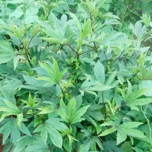 Asian Sour Leaf ‘Mwiwa’ Roselle Heirloom Seeds (Hibiscus acetosella) Tangy greens plus ruby calyces for zesty soups and hibiscus tea