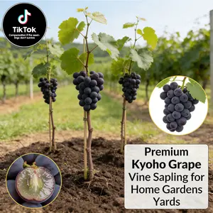 Premium Grape Vine Seedlings – Easy to Grow Backyard Vineyard Plant, Perfect for Home Garden, Patio or Farm | Sweet Fruit for Fresh Eating & Homemade Wine | USA Climate Friendly