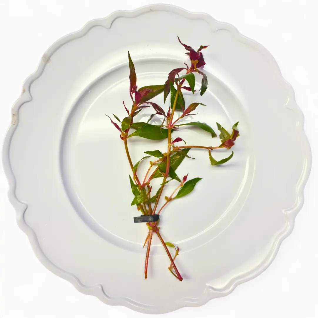 Tofu's Tanks Scarlet Temple Live Aquarium Plant (Alternanthera reineckii) Bunches- Add a pop of color to your aquarium!