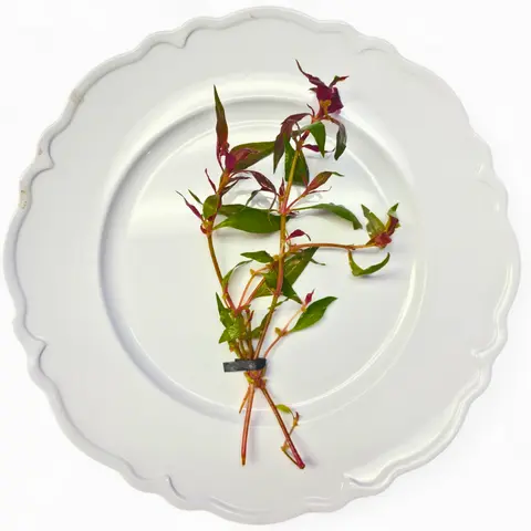 Tofu's Tanks Scarlet Temple Live Aquarium Plant (Alternanthera reineckii) Bunches- Add a pop of color to your aquarium!